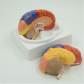 China Hersteller Plastic Dissection Brain Modell